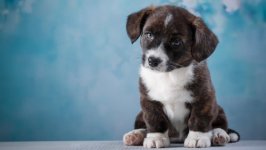 Desktop wallpaper. Dogs. ID:96358