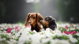 Desktop wallpaper. Dogs. ID:96371
