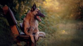 Desktop wallpaper. Dogs. ID:96380