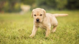 Desktop wallpaper. Dogs. ID:96395