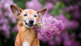 Desktop wallpaper. Dogs. ID:96421