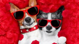 Desktop wallpaper. Dogs. ID:96468