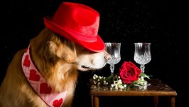 Desktop wallpaper. Dogs. ID:96494