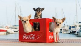 Desktop wallpaper. Dogs. ID:96520