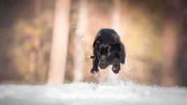 Desktop wallpaper. Dogs. ID:96646