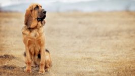 Desktop wallpaper. Dogs. ID:96690