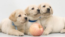Desktop wallpaper. Dogs. ID:96692