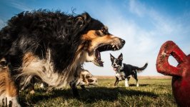 Desktop wallpaper. Dogs. ID:96749