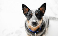 Desktop wallpaper. Dogs. ID:96812