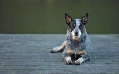Desktop wallpaper. Dogs. ID:96813