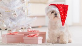 Desktop wallpaper. Dogs. ID:96819