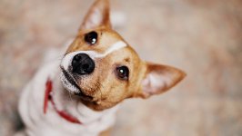 Desktop wallpaper. Dogs. ID:96897