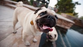 Desktop wallpaper. Dogs. ID:96899
