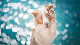 Desktop wallpaper. Dogs. ID:96901