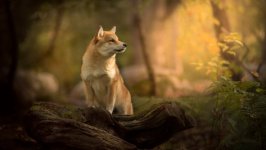 Desktop wallpaper. Dogs. ID:96962