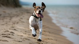 Desktop wallpaper. Dogs. ID:97033