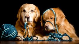 Desktop wallpaper. Dogs. ID:97073