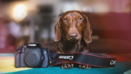 Desktop wallpaper. Dogs. ID:97146
