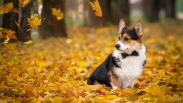 Desktop wallpaper. Dogs. ID:97165