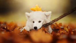 Desktop wallpaper. Dogs. ID:97296