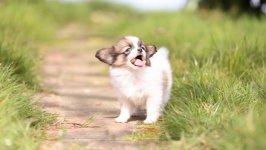 Desktop wallpaper. Dogs. ID:97316