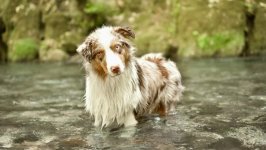 Desktop wallpaper. Dogs. ID:97339