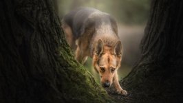 Desktop wallpaper. Dogs. ID:97547