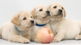 Desktop wallpaper. Dogs. ID:97597