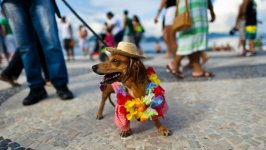 Desktop wallpaper. Dogs. ID:97601