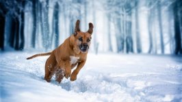 Desktop wallpaper. Dogs. ID:97667