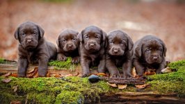 Desktop wallpaper. Dogs. ID:97681