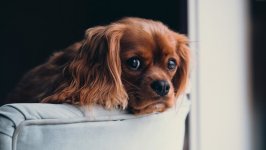 Desktop wallpaper. Dogs. ID:97724