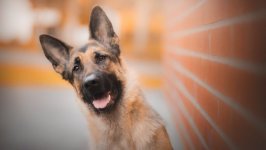 Desktop wallpaper. Dogs. ID:97766
