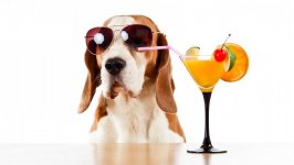 Desktop wallpaper. Dogs. ID:97887