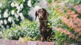 Desktop wallpaper. Dogs. ID:97930