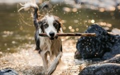 Desktop wallpaper. Dogs. ID:97975