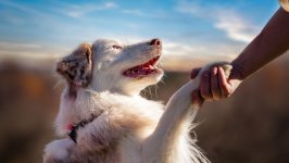 Desktop wallpaper. Dogs. ID:97986