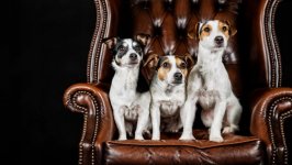 Desktop wallpaper. Dogs. ID:97992