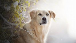 Desktop wallpaper. Dogs. ID:98038