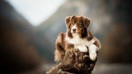 Desktop wallpaper. Dogs. ID:98039