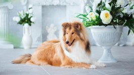 Desktop wallpaper. Dogs. ID:98062