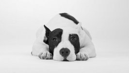 Desktop wallpaper. Dogs. ID:98133
