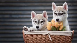 Desktop wallpaper. Dogs. ID:98142