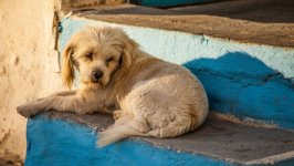 Desktop wallpaper. Dogs. ID:98198