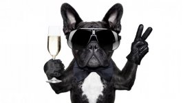 Desktop wallpaper. Dogs. ID:98400