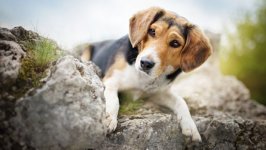 Desktop wallpaper. Dogs. ID:98424
