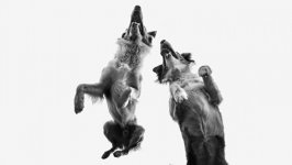 Desktop wallpaper. Dogs. ID:98425