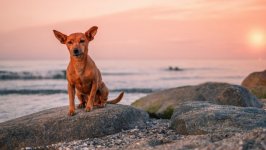 Desktop wallpaper. Dogs. ID:98427