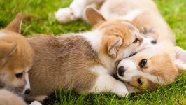 Desktop wallpaper. Dogs. ID:98459