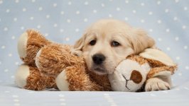 Desktop wallpaper. Dogs. ID:98510